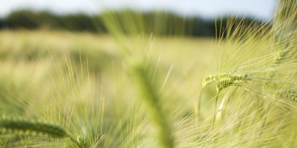 Gerstenähren auf einem Feld – Sachverständigenbüro Spandern, Futterproduktion